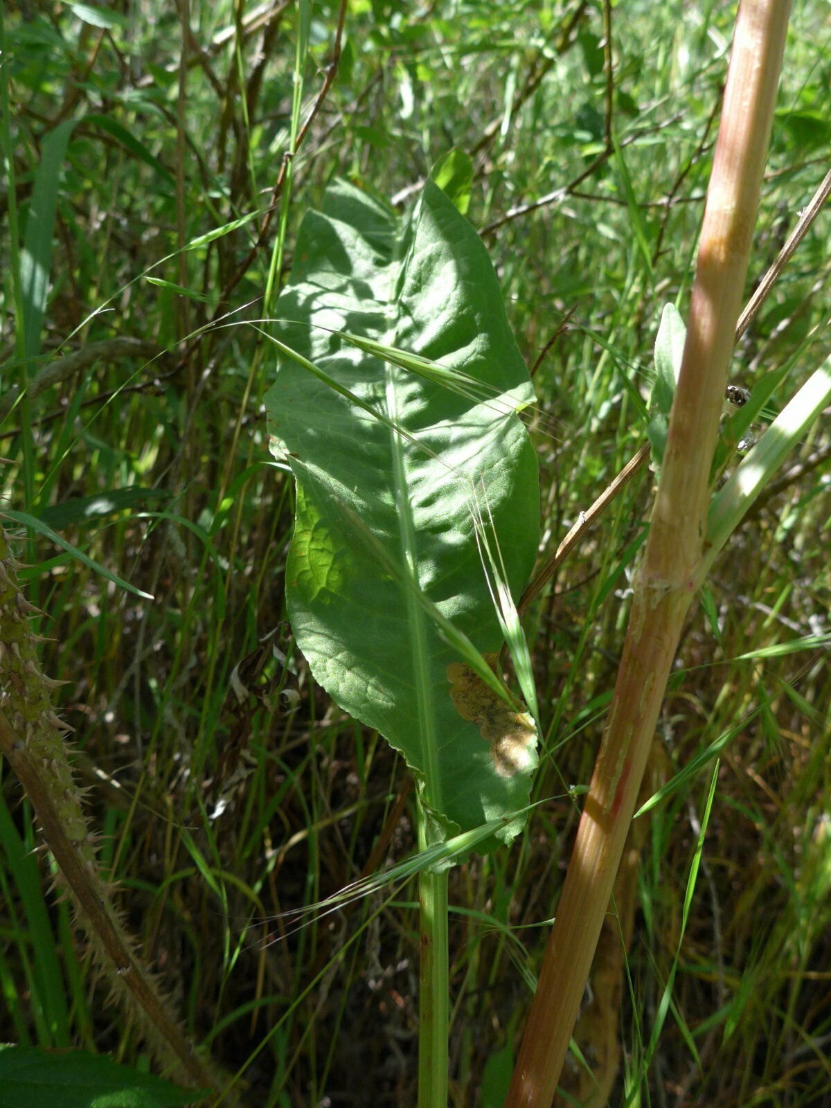 High Resolution Rumex crispus Leaf